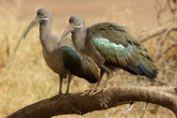 Pair of Hadada ibises, Samburu Game Reserve, Kenya