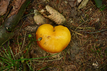 heart-shaped ochre täubling - mushroom on the forest floor