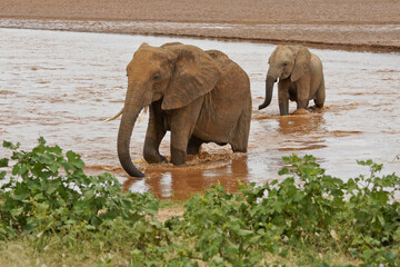 Elephants crossing the Ewaso (Uaso) Nyiro River, Samburu Game Reserve, Kenya