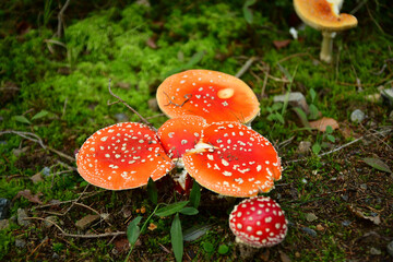  Flying mushrooms family at the forest floor