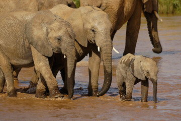 Elephants crossing the Ewaso (Uaso) Nyiro River, Samburu Game Reserve, Kenya