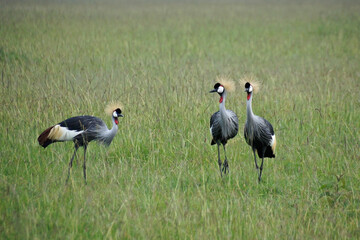 Crowned cranes in long grass, Masai Mara Game Reserve, Kenya