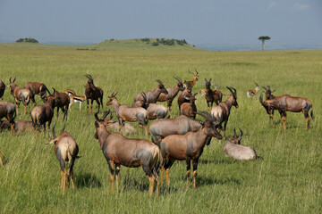 Naklejka na ściany i meble Topis, Thomson's gazelles, and a male impala on grasslands of Masai Mara Game Reserve, Kenya