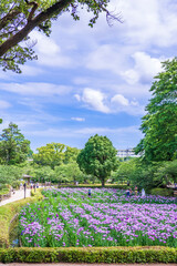 大村公園の花菖蒲　長崎県大村市の風景