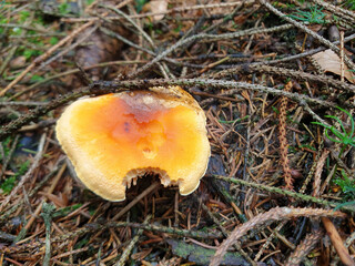 Mushroom in the forest with food traces on the hat