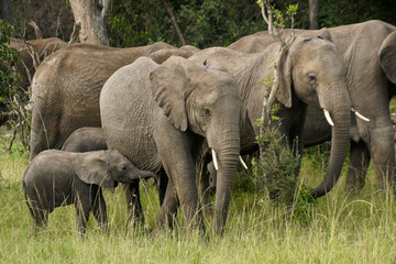 Group of elephants in woodland, Masai Mara Game Reserve, Kenya
