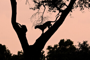 Silhouette of leopard in tree, Masai Mara Game Reserve, Kenya
