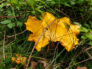 chantarelle on the forest floor fresh from the soil