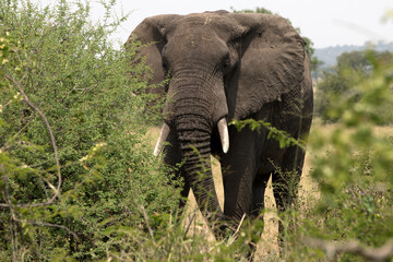 A large Elephant near bushes in Tanzania.