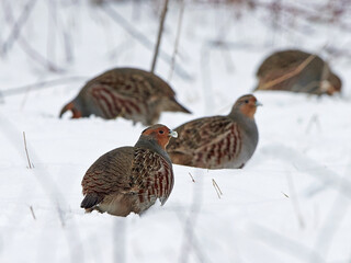 Grey partridge (Perdix perdix)