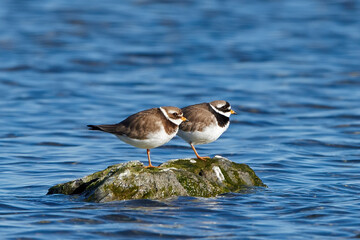 Common ringed plover (Charadrius hiaticula)