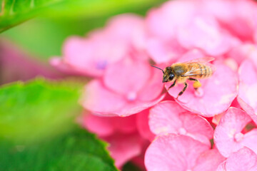 bee on a flower