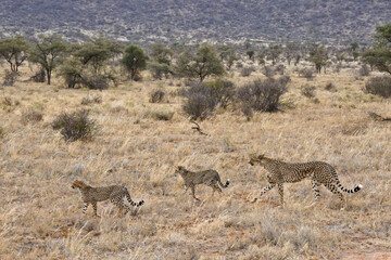 Female cheetah and cubs walking in bushland, Samburu Game Reserve, Kenya
