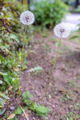 田舎みちに咲くタンポポ