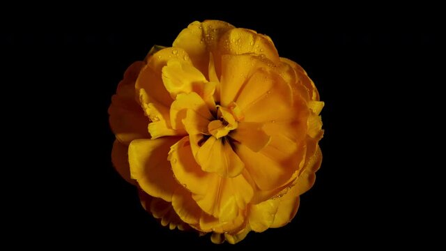 Top View Growing Big Bud Tulip Flower and Dew Petals. Amazing Beautiful Blooming Plant in Time lapse. Lovely Romantic and Natural Backdrop Wedding Decoration Alone Flower in Growing Process Closeup 4k