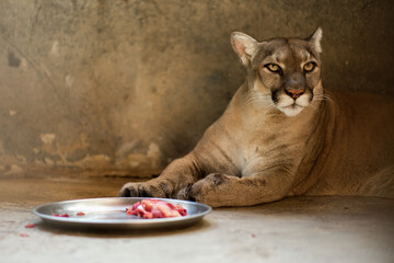 Cougar