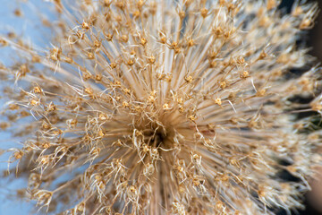 Fototapeta premium Close up of a beautiful flower in the garden at summer time