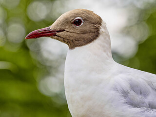 The Black-headed Gull, Larus ridibundus, is a common bird in Europe, with a beautiful brown-black head