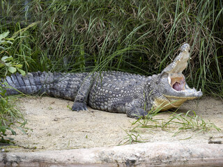 Nile Crocodile, Crocodylus niloticus, is the largest African crocodile, basking with its mouth open