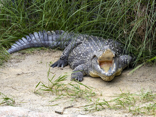 Nile Crocodile, Crocodylus niloticus, is the largest African crocodile, basking with its mouth open