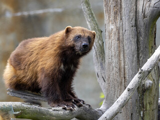 Plakat Wolverine, Gulo gulo, a strong beast, looks around in a tall tree