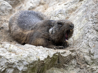 The Alpine Marmot, Marmota marmota, has large incisors and lives high in the European mountains
