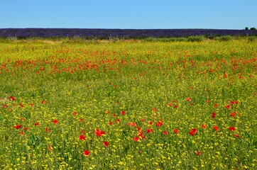 Wildflowers meadow with yellow buttercups and red poppies, purple lavender field behind, blue sky background, Provence, France