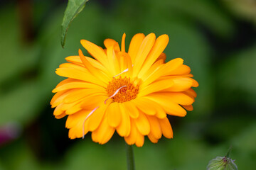 Close up of a beautiful flower in the garden at summer time