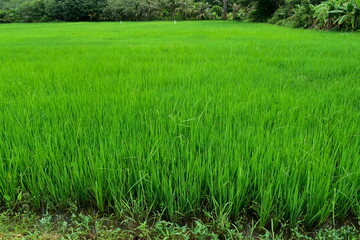 Green rice fields of Thailand