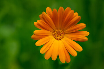 Calendula Orange Flower 