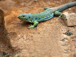 Naklejka na ściany i meble Ocellated lizards, Timon lepidus, is probably the largest European lizard, with blue spots on its body