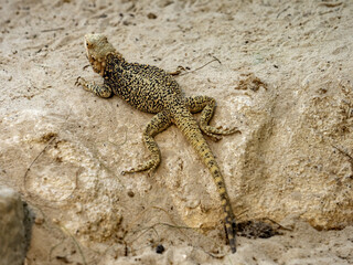 Steppe Agama, Trapelus sanguinolentus, inhabits the dry steppe habitats of Eurasia, feeds on insects
