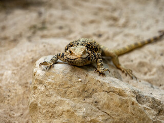 Steppe Agama, Trapelus sanguinolentus, inhabits the dry steppe habitats of Eurasia, feeds on insects