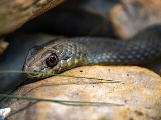 Eastern montpellier Snake, Malpolon insignitus, has posterior venomous teeth, feeds mainly on lizards