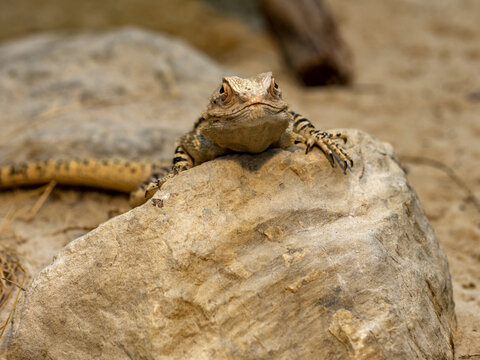Steppe Agama, Trapelus sanguinolentus, inhabits the dry steppe habitats of Eurasia, feeds on insects