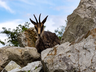 Obraz premium Chamois, Rupicapra rupicapra, lives high in the European Alps, climbing rocks well