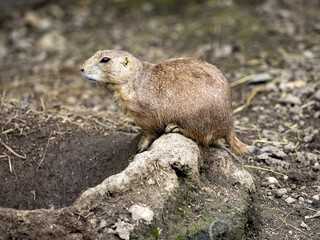 The black-tailed prairie dog, Cynomys ludovicianus, lives in colonies on the American prairies