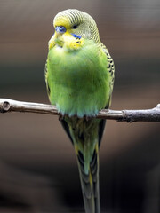 Budgerigar, Melopsittacus undulatus, is the most common household parrot