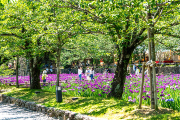 大村公園の花菖蒲　長崎県大村市の風景