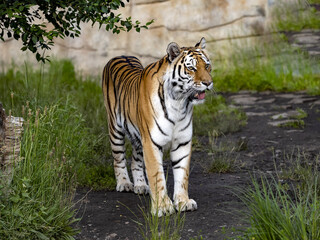 Plakat The Amur Tiger, Panthera tigris altaica, the largest tiger, stands and observes the surroundings