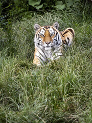 The Amur Tiger, Panthera tigris altaica, the largest tiger, lies and observes the surroundings