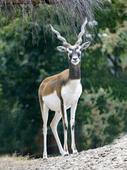 The male Blackbuck, Antilope cervicapra, is, in contrast to females, brightly colored and has horns.