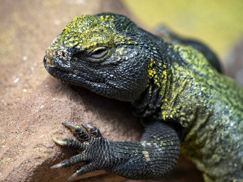 Bell's dabb lizard, Uromastyx acanthinura, is a large lizard, feeding on plant food