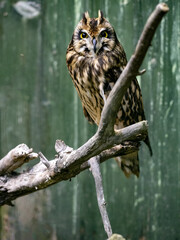 The Short Eared Owl, Asio flammeus, is as active as all owls mostly at night, sitting on a branch