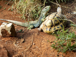 Ocellated lizards, Timon lepidus, is probably the largest European lizard, lying on a turtle
