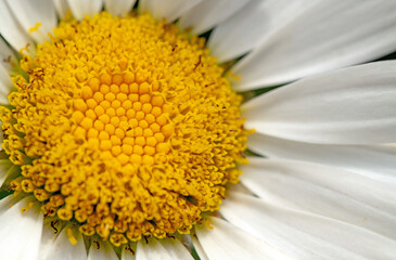 Close up of Camomile