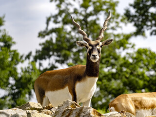 The male Blackbuck, Antilope cervicapra, is, in contrast to females, brightly colored and has horns.