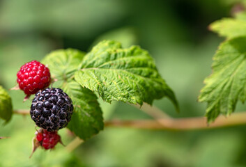 Blackberry on The Bush