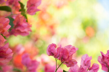 close up of pink hydrangea flowers