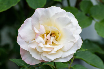 Obraz premium Close up of a beautiful flower in the garden at summer time